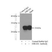 DIRAS1 Rabbit Polyclonal Antibody (12634-1-AP)