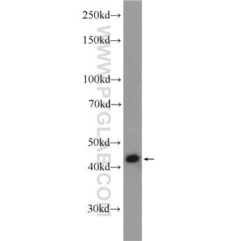 MKRN2 Rabbit Polyclonal Antibody (12238-1-AP)