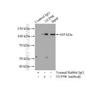 NUP98 Rabbit Polyclonal Antibody (12329-1-AP)