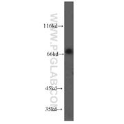 ORC2L Rabbit Polyclonal Antibody (12739-1-AP)