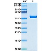 Human HLA-A*02:01&B2M&LMP2 (CLGGLLTMV) Monomer Protein (MHC-HM411)