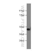RGMA Rabbit Polyclonal Antibody (12387-1-AP)