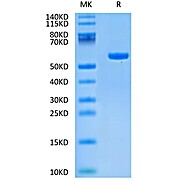 Human HLA-C 03:04&B2M&KRAS G12D (GADGVGKSAL) Monomer Protein (MHC-HM438)