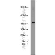 PANX1 Rabbit Polyclonal Antibody (12595-1-AP)