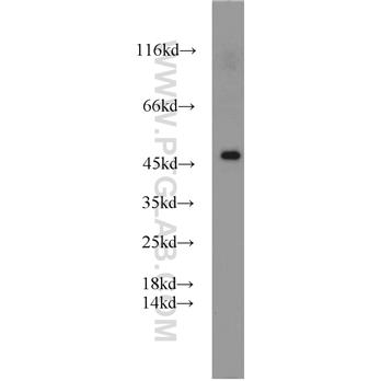 PANX1 Rabbit Polyclonal Antibody (12595-1-AP)
