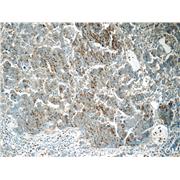 RAB3D Rabbit Polyclonal Antibody (12320-1-AP)