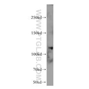 EIF3C Rabbit Polyclonal Antibody (12733-1-AP)