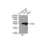 PLEK Rabbit Polyclonal Antibody (12506-1-AP)