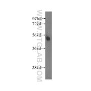 NARF Rabbit Polyclonal Antibody (12173-1-AP)