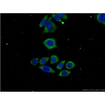 MAGEH1 Rabbit Polyclonal Antibody (12424-1-AP)