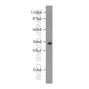 KCNJ16 Rabbit Polyclonal Antibody (12696-1-AP)