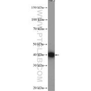 TMOD3 Rabbit Polyclonal Antibody (12521-1-AP)