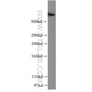 DYNC1H1 Rabbit Polyclonal Antibody (12345-1-AP)