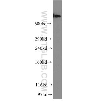 DYNC1H1 Rabbit Polyclonal Antibody (12345-1-AP)