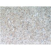CHURC1 Rabbit Polyclonal Antibody (12247-1-AP)