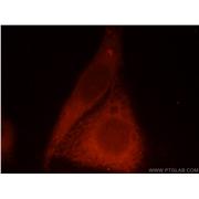 CAMK2G Rabbit Polyclonal Antibody (12666-2-AP)
