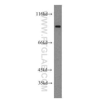 SGEF Rabbit Polyclonal Antibody (12493-1-AP)