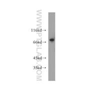 NUFIP1 Rabbit Polyclonal Antibody (12515-1-AP)