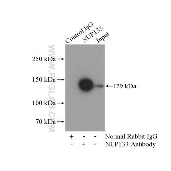 NUP133 Rabbit Polyclonal Antibody (12405-1-AP)