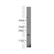 EDN1 Rabbit Polyclonal Antibody (12191-1-AP)