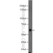 MNS1 Rabbit Polyclonal Antibody (12693-1-AP)