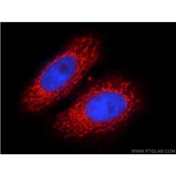 PHB2 Rabbit Polyclonal Antibody (12295-1-AP)