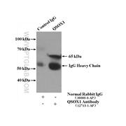 QSOX1 Rabbit Polyclonal Antibody (12713-1-AP)