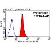 CTSB Rabbit Polyclonal Antibody (12216-1-AP)