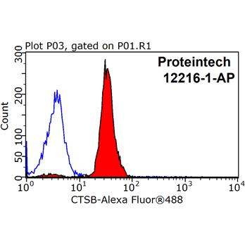 CTSB Rabbit Polyclonal Antibody (12216-1-AP)