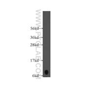 CXCL1 Rabbit Polyclonal Antibody (12335-1-AP)