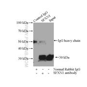 SFXN1 Rabbit Polyclonal Antibody (12296-1-AP)