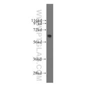 SEMA4F Rabbit Polyclonal Antibody (12474-1-AP)