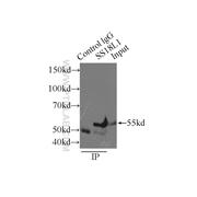 SS18L1 Rabbit Polyclonal Antibody (12439-1-AP)