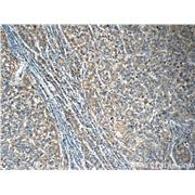 OLFM3 Rabbit Polyclonal Antibody (12596-1-AP)