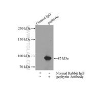 GPHN Rabbit Polyclonal Antibody (12681-1-AP)