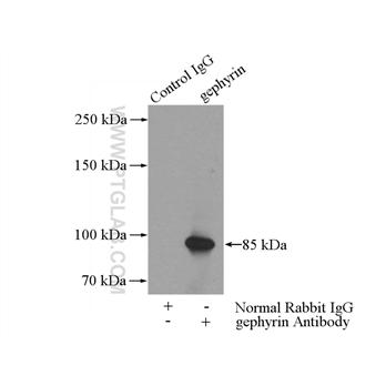GPHN Rabbit Polyclonal Antibody (12681-1-AP)