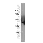 MAGEA1 Rabbit Polyclonal Antibody (12233-1-AP)