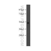 MEF2A Rabbit Polyclonal Antibody (12382-1-AP)