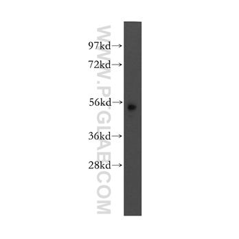 MEF2A Rabbit Polyclonal Antibody (12382-1-AP)