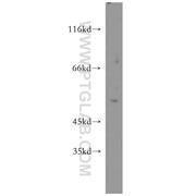 F2RL1 Rabbit Polyclonal Antibody (12160-1-AP)
