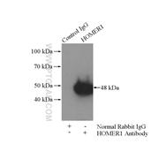 HOMER1 Rabbit Polyclonal Antibody (12433-1-AP)
