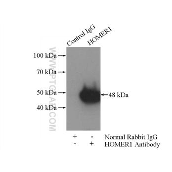 HOMER1 Rabbit Polyclonal Antibody (12433-1-AP)