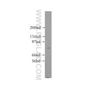 CRTC2 Rabbit Polyclonal Antibody (12497-1-AP)