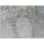 PLAC8 Rabbit Polyclonal Antibody (12284-1-AP)