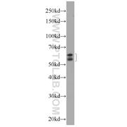NELF Rabbit Polyclonal Antibody (12244-1-AP)