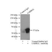 LMBR1L Rabbit Polyclonal Antibody (12154-1-AP)