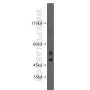 GABRA3 Rabbit Polyclonal Antibody (12708-1-AP)