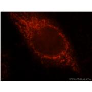 VPS33B Rabbit Polyclonal Antibody (12195-1-AP)