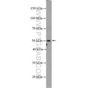 SRFBP1 Rabbit Polyclonal Antibody (12792-1-AP)