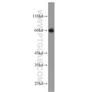 HLF Rabbit Polyclonal Antibody (12870-1-AP)